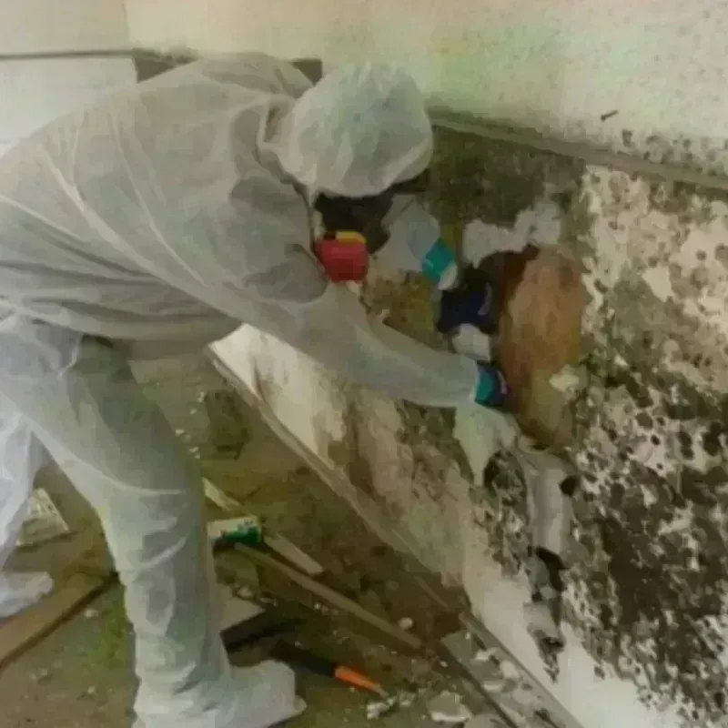 Mold Remediation and Removal in Shenandoah, PA